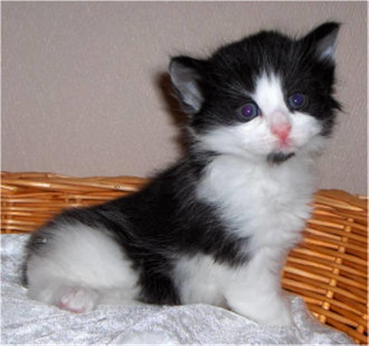 Norsk Skovkat Speedy billede 6