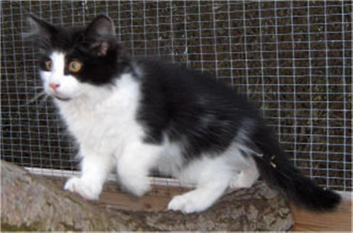 Norsk Skovkat Speedy billede 7