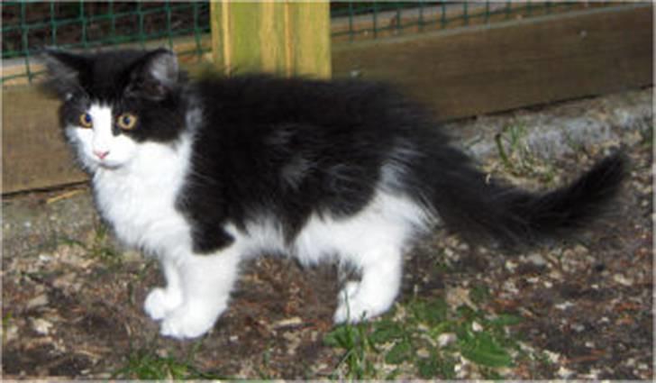 Norsk Skovkat Speedy billede 8