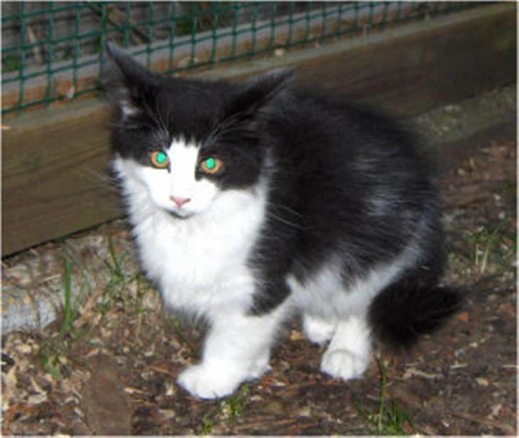 Norsk Skovkat Speedy billede 9