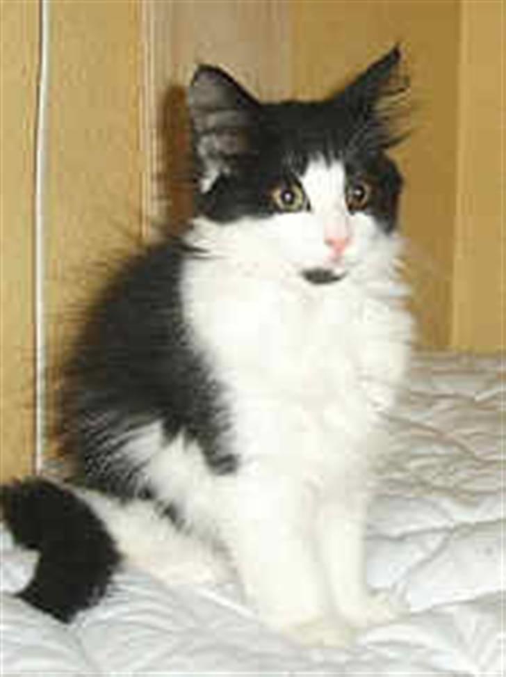 Norsk Skovkat Speedy billede 10