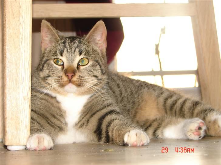 Huskat Nanna-Else billede 4