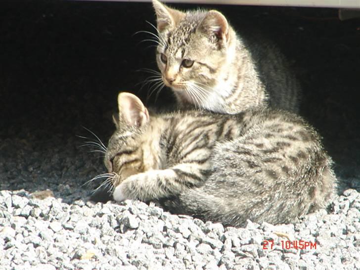 Huskat Nanna-Else billede 5