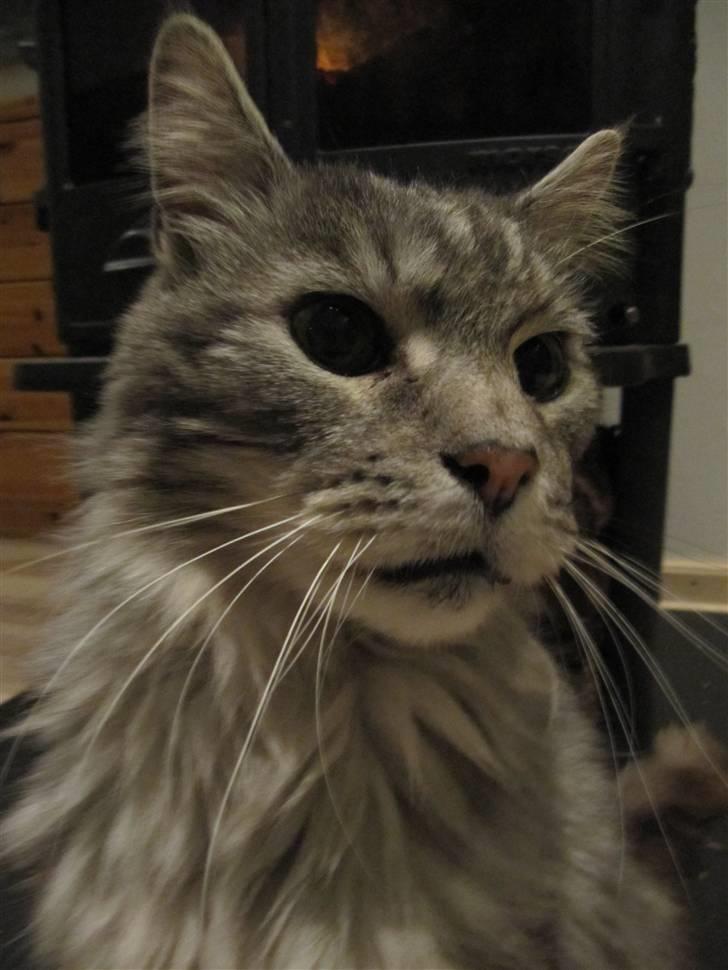 Maine Coon Asger billede 1