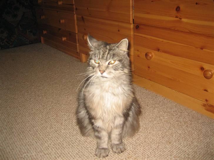 Maine Coon Asger billede 2