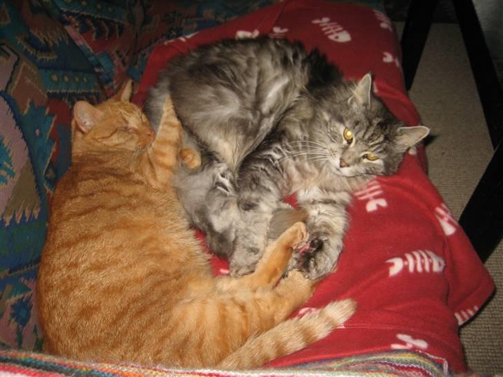 Maine Coon Asger billede 3