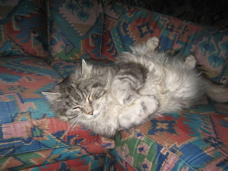 Maine Coon Asger billede 4