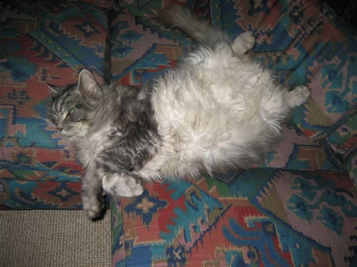 Maine Coon Asger billede 5