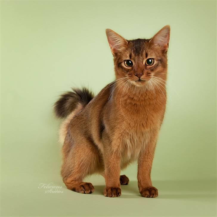 Somali Catika's In the Ghetto billede 13