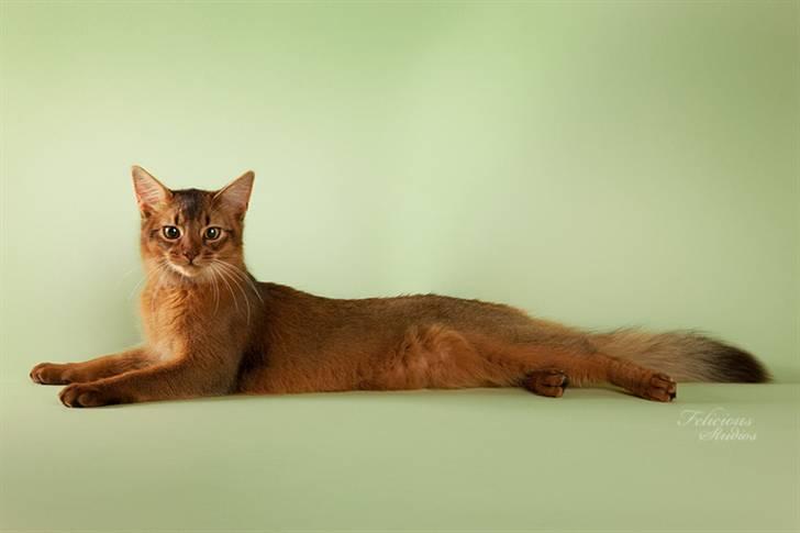 Somali Catika's In the Ghetto billede 14