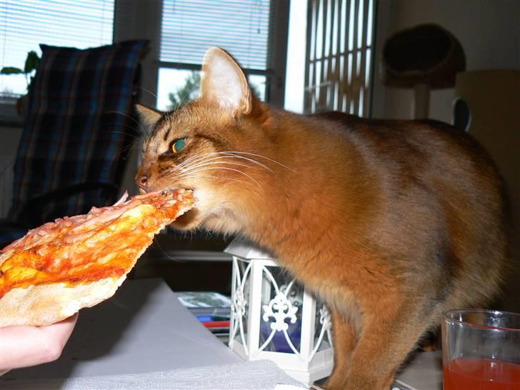 Somali Catika's In the Ghetto billede 15