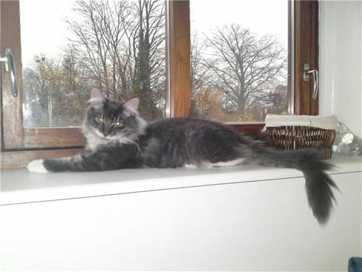 Norsk Skovkat R.I.P Sinus billede 15