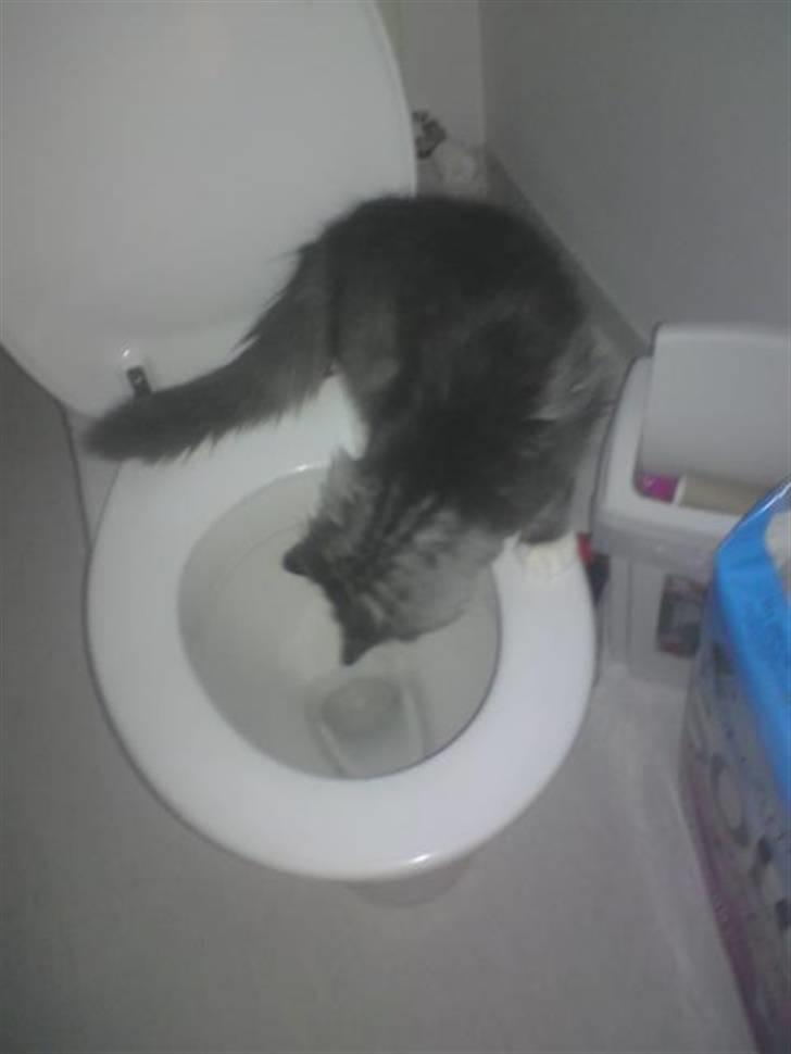 Norsk Skovkat R.I.P Sinus billede 16