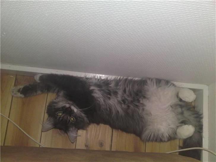 Norsk Skovkat R.I.P Sinus billede 17