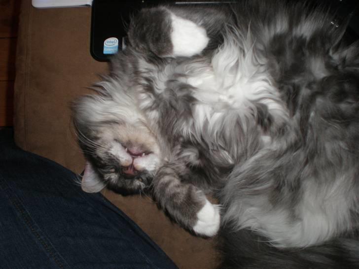 Norsk Skovkat R.I.P Sinus billede 18