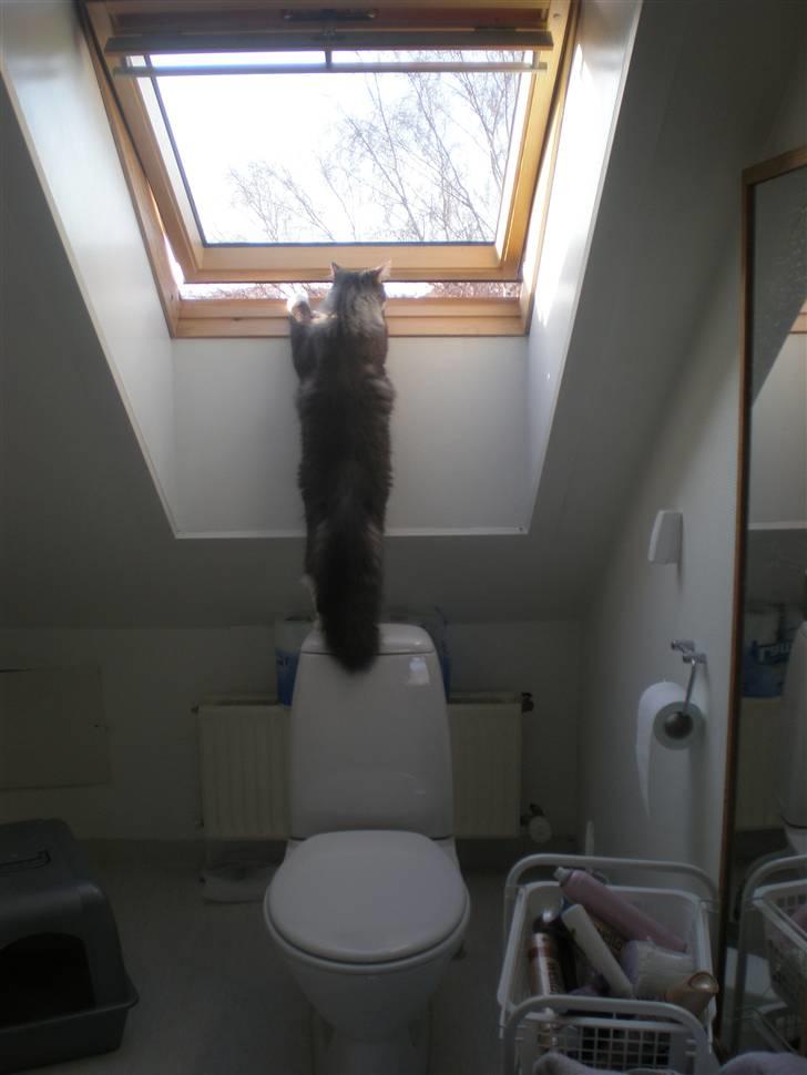 Norsk Skovkat R.I.P Sinus billede 19