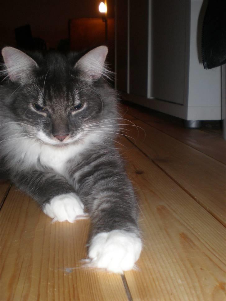 Norsk Skovkat R.I.P Sinus billede 20