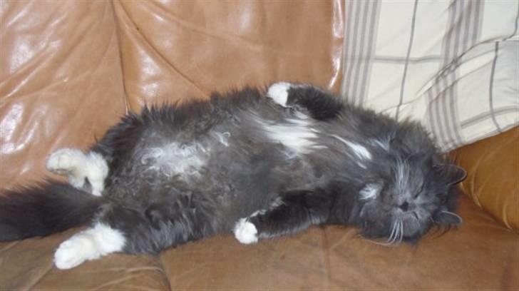 Blanding af racer Bamse (hjemmeboende) - Bamse tager en lur på sofaen billede 14