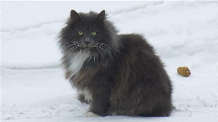 Blanding af racer Bamse (hjemmeboende) - Bamse har taget vinterfrakken på billede 15