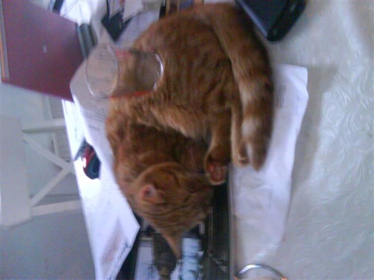 Blanding af racer zeus billede 20