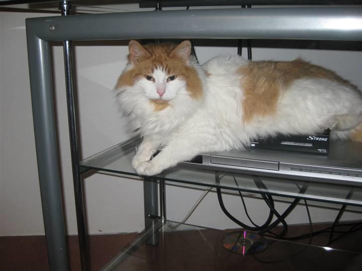 Blanding af racer John  billede 1