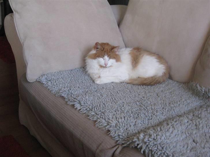 Blanding af racer John  billede 2