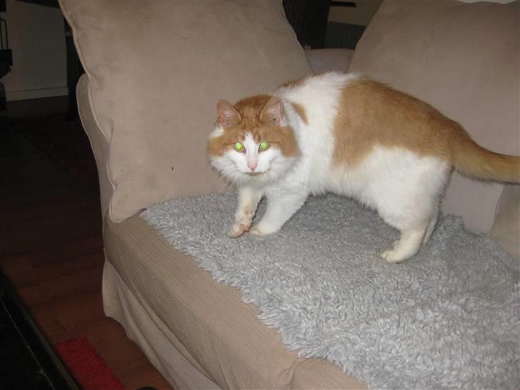 Blanding af racer John  billede 3