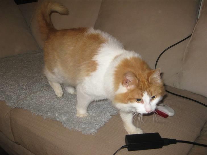 Blanding af racer John  billede 4