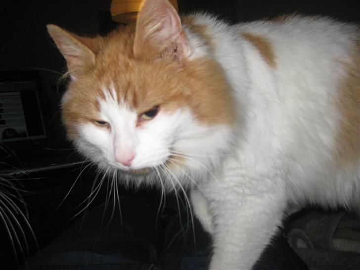 Blanding af racer John  billede 5