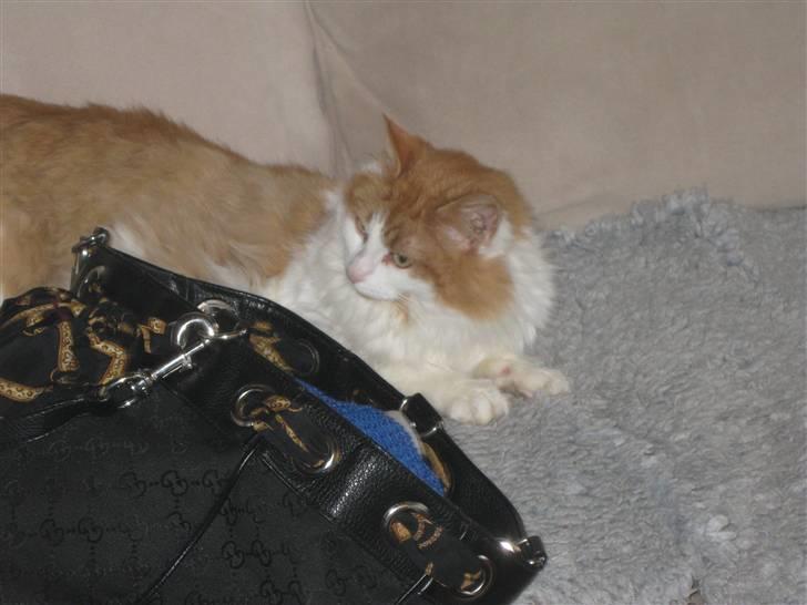 Blanding af racer John  billede 6