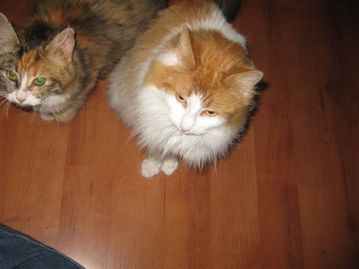 Blanding af racer John  billede 7