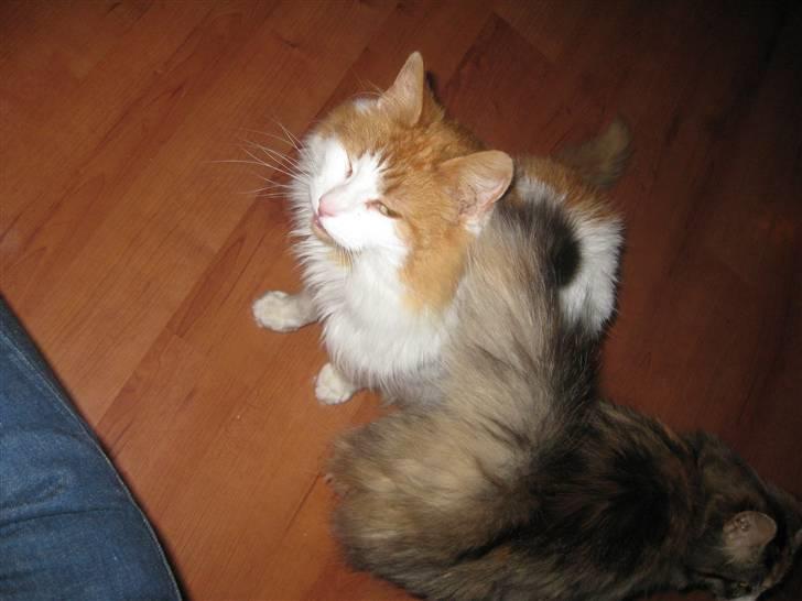 Blanding af racer John  billede 8