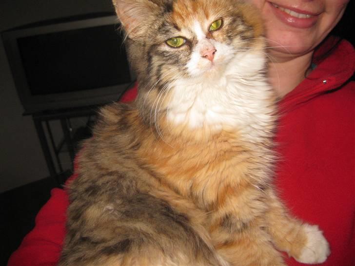 Blanding af racer Lille mis billede 1