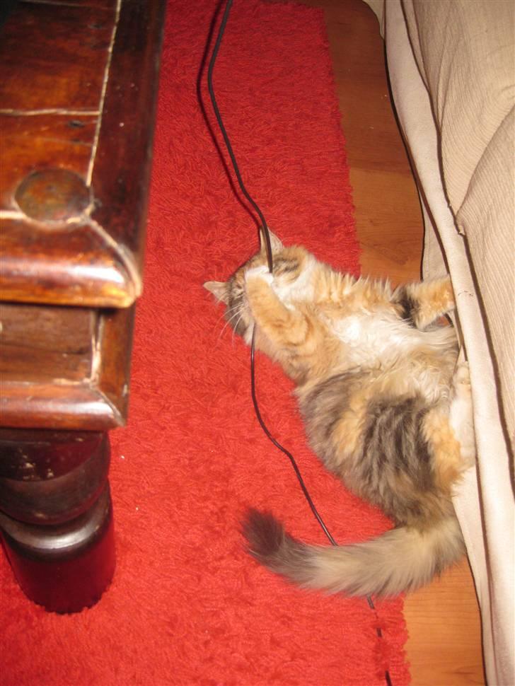 Blanding af racer Lille mis billede 2