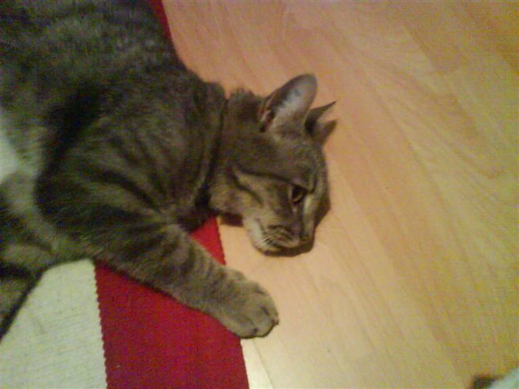 Huskat felix - Er jeg ikke sej til at være model:) billede 1