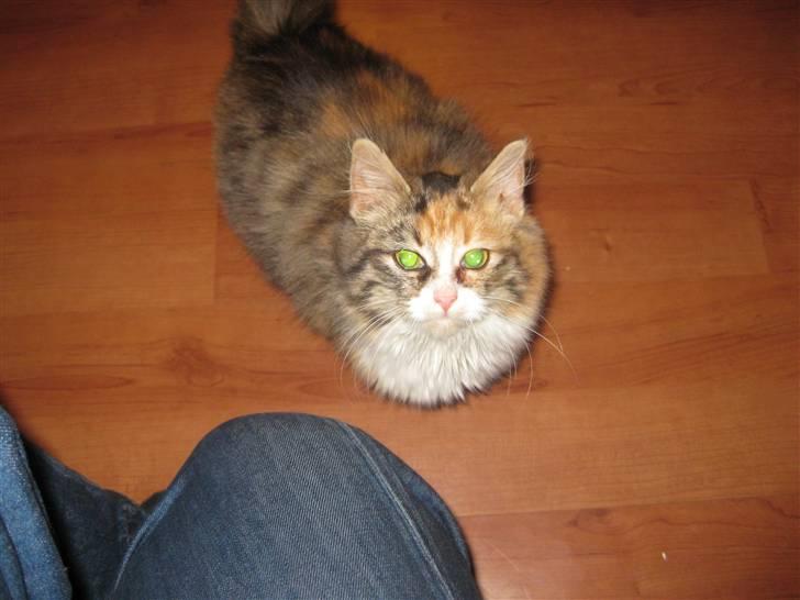 Blanding af racer Lille mis billede 3