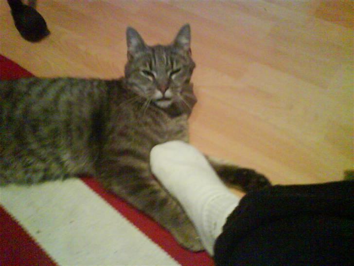 Huskat felix - Hehe han kan godt lide at lege med tæer:) billede 2