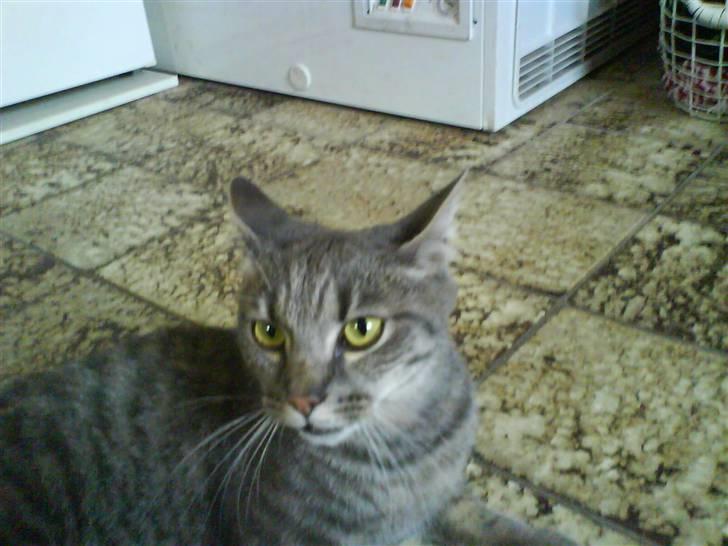 Huskat felix billede 3