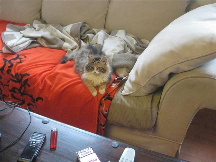 Blanding af racer Lille mis billede 4