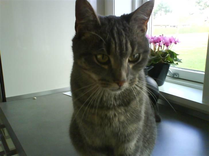 Huskat felix - jeg sidder på køkkent bordet, håber far ikke ser det:) billede 4