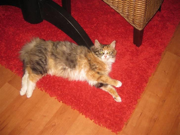 Blanding af racer Lille mis billede 5