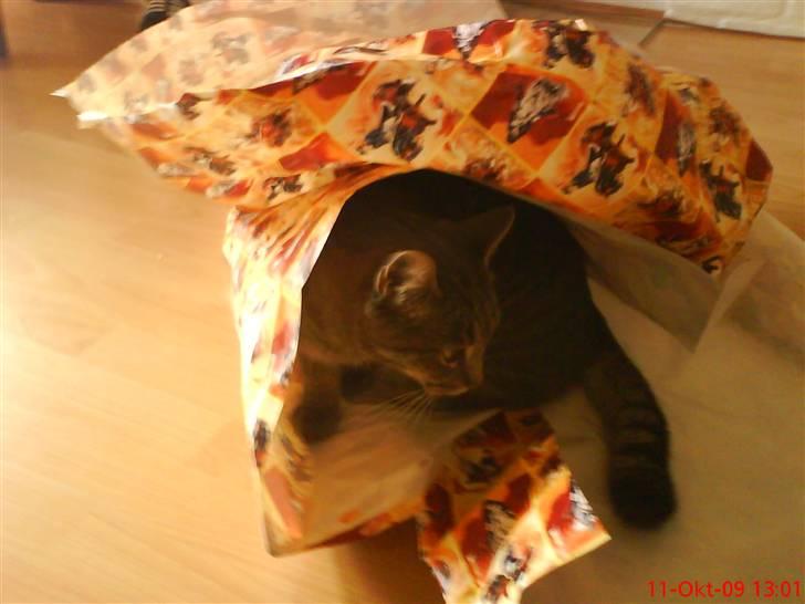 Huskat felix - jeg vil også have gaver så jeg tager bare gave pariret:) billede 5