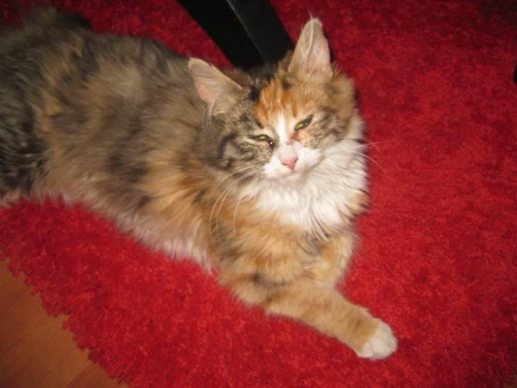 Blanding af racer Lille mis billede 6