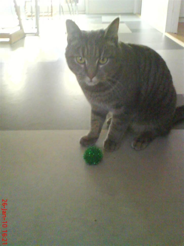 Huskat felix - jeg leger med min nye bold:) billede 6
