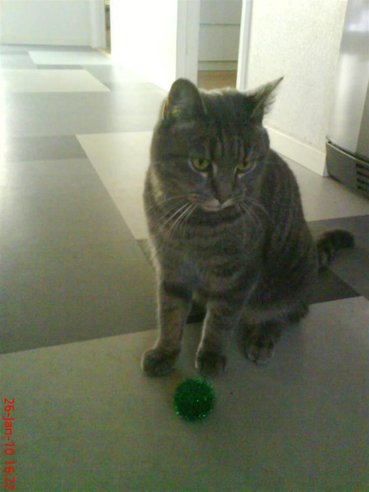 Huskat felix billede 7