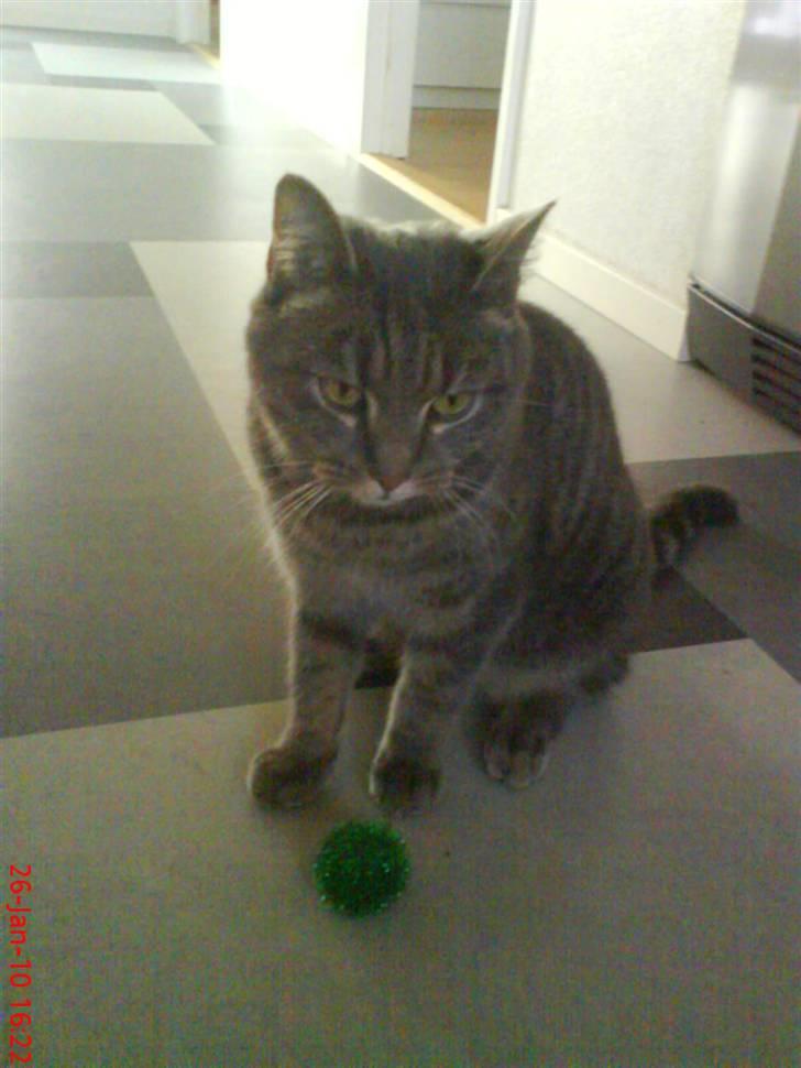 Huskat felix billede 8