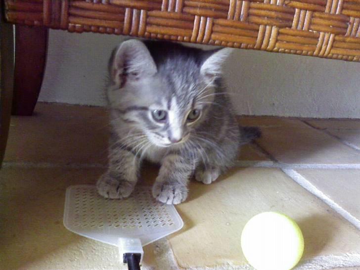 Huskat felix - Da han var en lille kattekilling :) billede 9