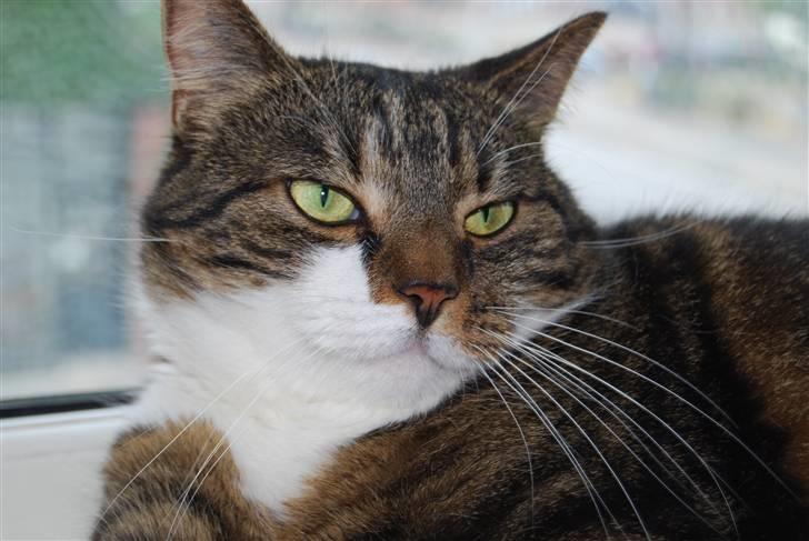 Blanding af racer Manda - Hov! Var der nogen der sagde mad??? billede 1