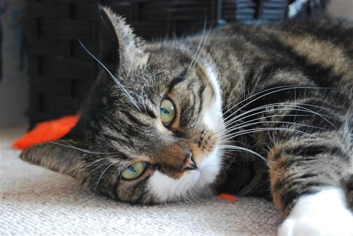 Blanding af racer Manda - Maglighed er mit mellemnavn billede 2