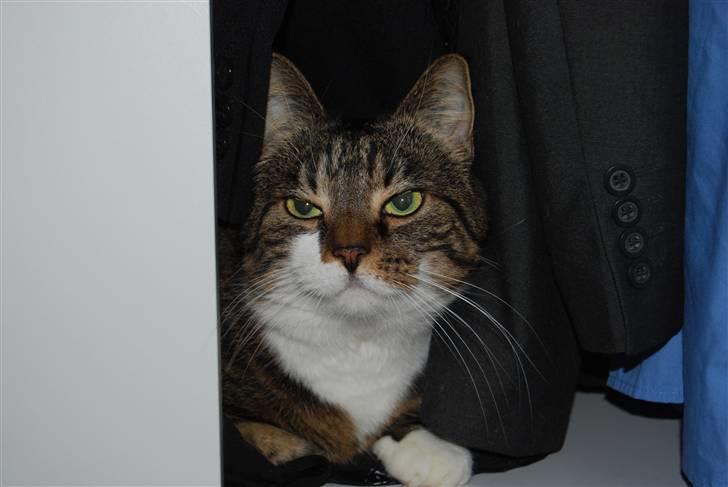 Blanding af racer Manda - Jeg svøber kun mit korpus i ægte silke... billede 3